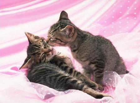 chaton