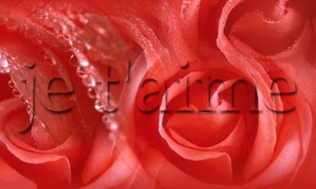 rose rouge de lamour