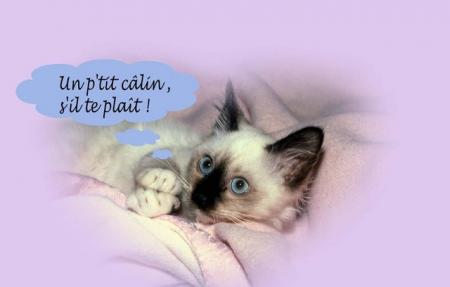calin